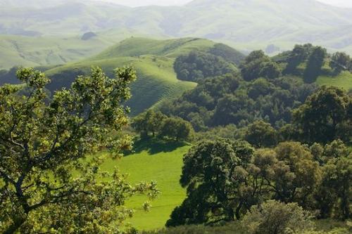 trees;Pastoral;Green;grass;Hilltop;Outdoor;Hills;Hillock;Mountainous;Peaceful;tree;Landscape;California;Hillside